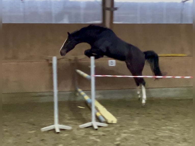 Oldenburger Springpferd Wallach 3 Jahre 166 cm Schwarzbrauner in Bramsche