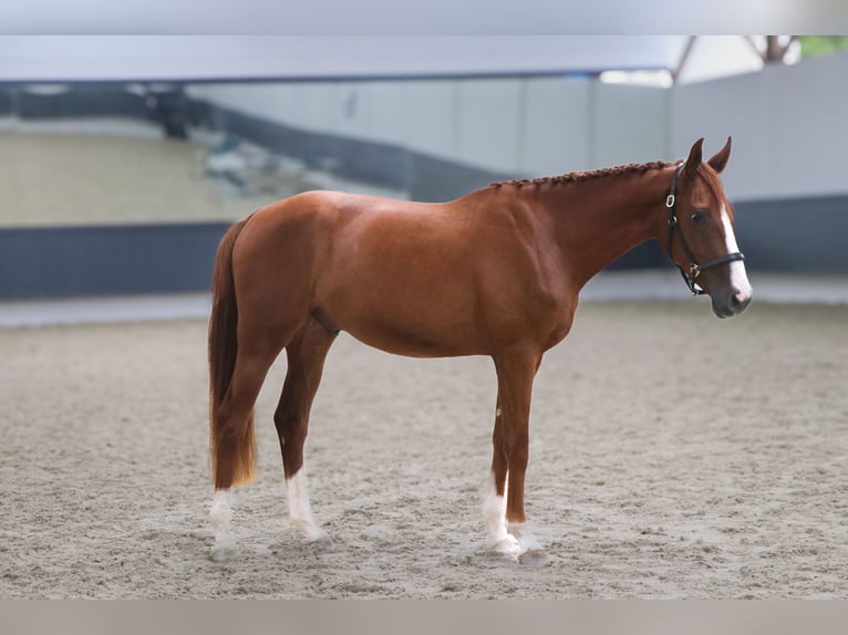 Oldenburger Springpferd Wallach 3 Jahre 167 cm Fuchs in Schw&#xE4;bisch Hall