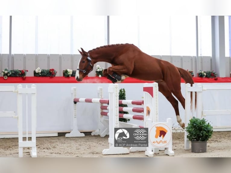 Oldenburger Springpferd Wallach 3 Jahre 167 cm Fuchs in Schw&#xE4;bisch Hall