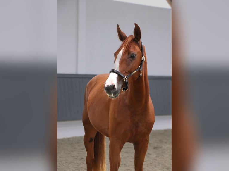 Oldenburger Springpferd Wallach 3 Jahre 167 cm Fuchs in Schw&#xE4;bisch Hall