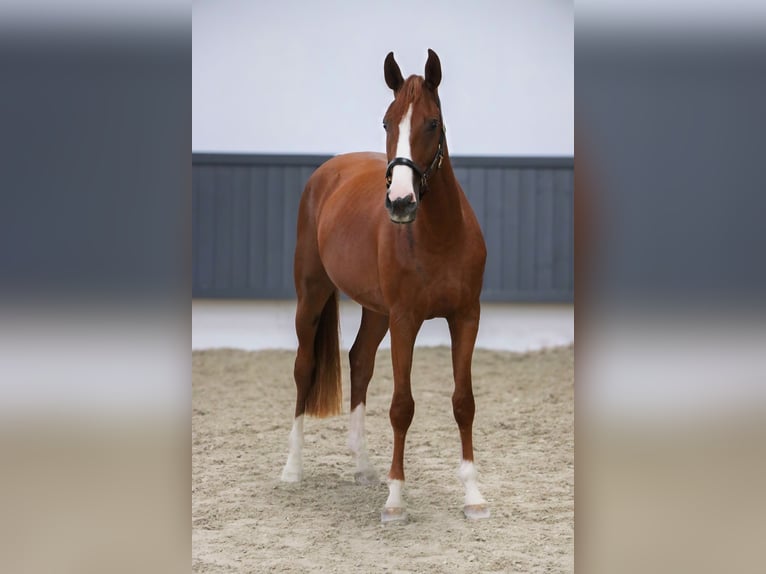 Oldenburger Springpferd Wallach 3 Jahre 167 cm Fuchs in Schw&#xE4;bisch Hall