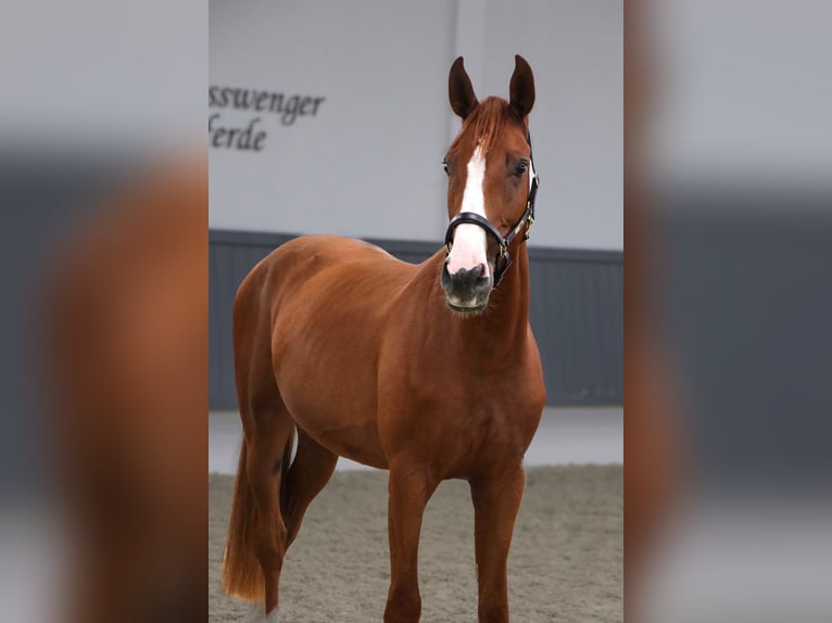 Oldenburger Springpferd Wallach 3 Jahre 167 cm Fuchs in Schw&#xE4;bisch Hall