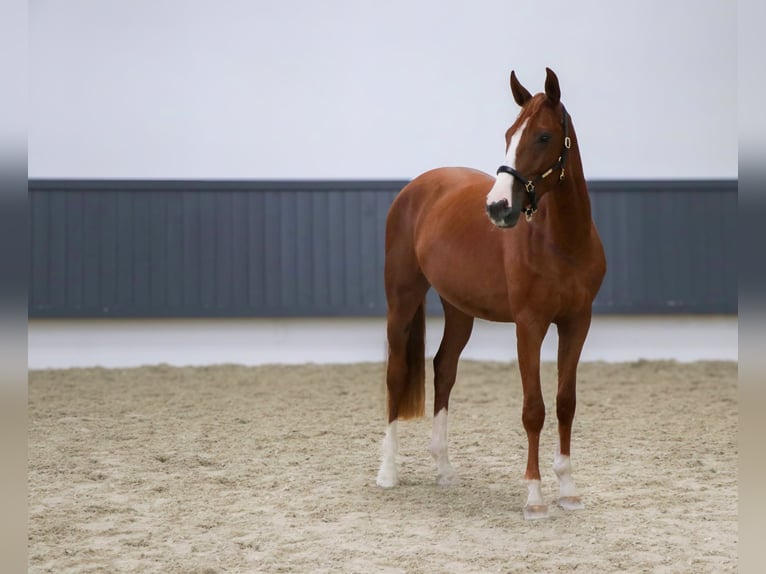 Oldenburger Springpferd Wallach 3 Jahre 167 cm Fuchs in Schw&#xE4;bisch Hall