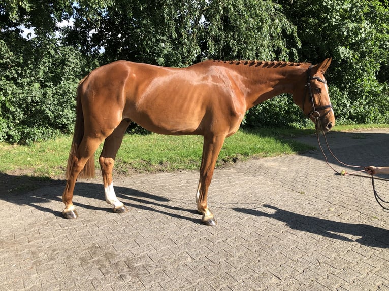 Oldenburger Springpferd Wallach 3 Jahre 167 cm Fuchs in L&#xE4;hden