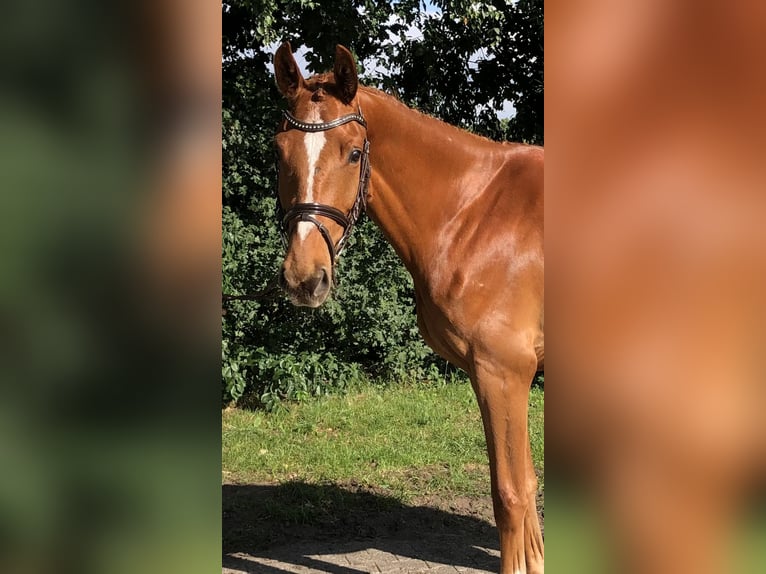 Oldenburger Springpferd Wallach 3 Jahre 167 cm Fuchs in L&#xE4;hden