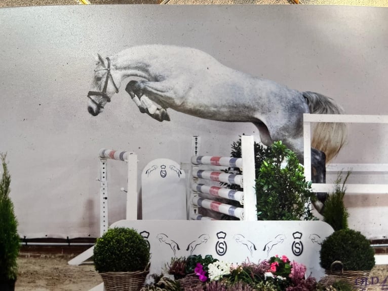 Oldenburger Springpferd Wallach 3 Jahre 167 cm Schimmel in Groß Pankow