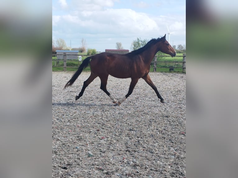 Oldenburger Springpferd Wallach 3 Jahre 168 cm Brauner in Belgique