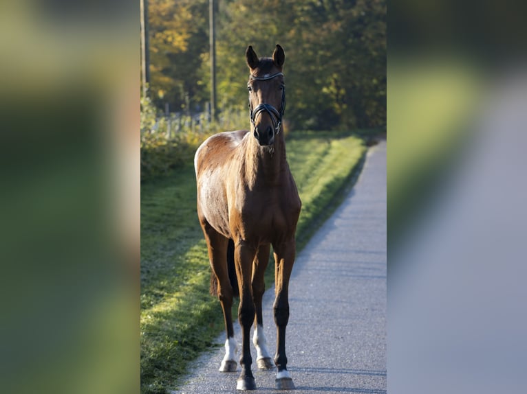 Oldenburger Springpferd Wallach 3 Jahre 168 cm Brauner in Bad Bentheim