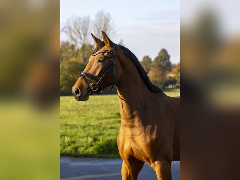 Oldenburger Springpferd Wallach 3 Jahre 168 cm Brauner in Bad Bentheim