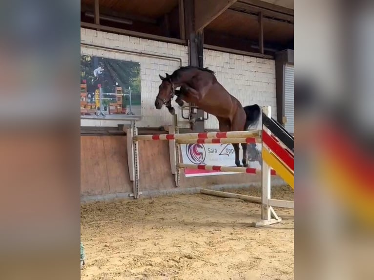 Oldenburger Springpferd Wallach 3 Jahre 168 cm Brauner in Schermbeck