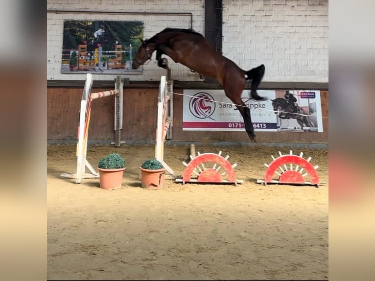 Oldenburger Springpferd Wallach 3 Jahre 168 cm Brauner in Schermbeck