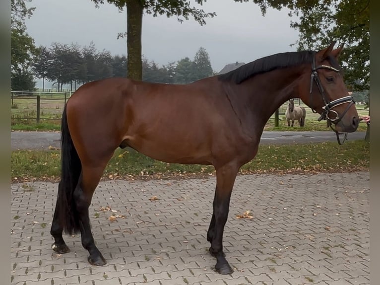 Oldenburger Springpferd Wallach 3 Jahre 168 cm Brauner in Schermbeck
