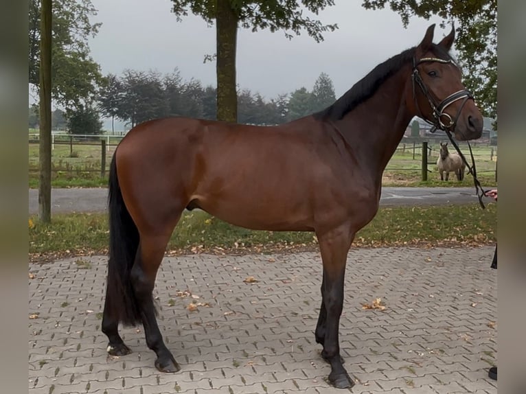 Oldenburger Springpferd Wallach 3 Jahre 168 cm Brauner in Schermbeck