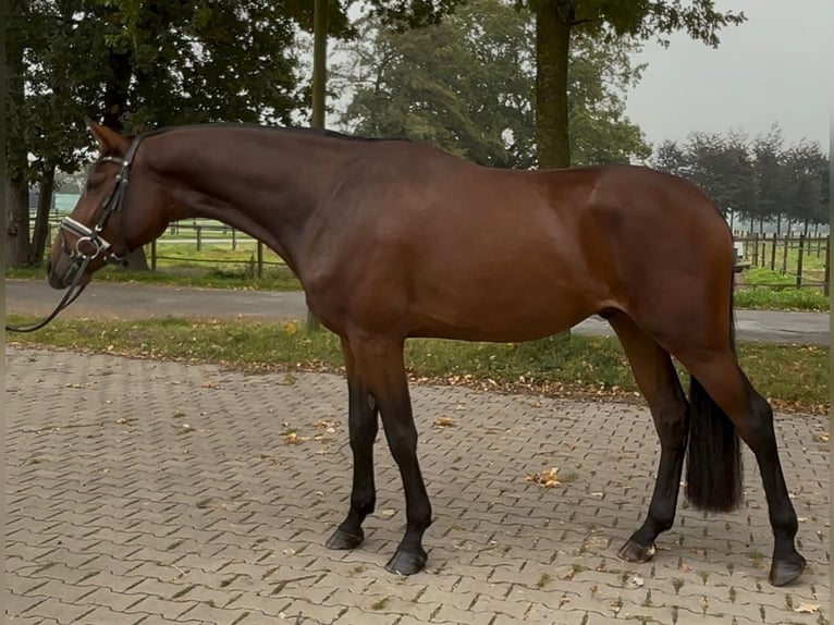 Oldenburger Springpferd Wallach 3 Jahre 168 cm Brauner in Schermbeck
