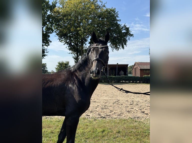 Oldenburger Springpferd Wallach 3 Jahre 168 cm Rappschimmel in Sittensen