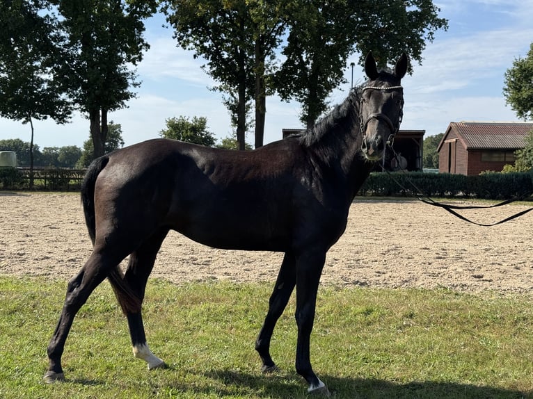Oldenburger Springpferd Wallach 3 Jahre 168 cm Rappschimmel in Sittensen
