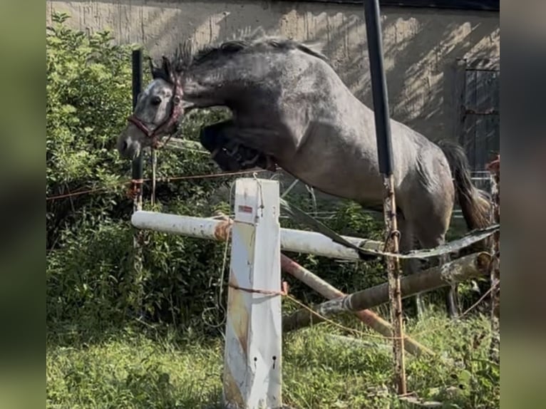 Oldenburger Springpferd Wallach 3 Jahre 168 cm Rappschimmel in Nünchritz