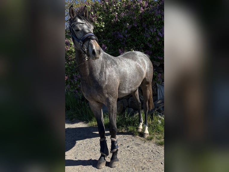 Oldenburger Springpferd Wallach 3 Jahre 168 cm Rappschimmel in Nünchritz
