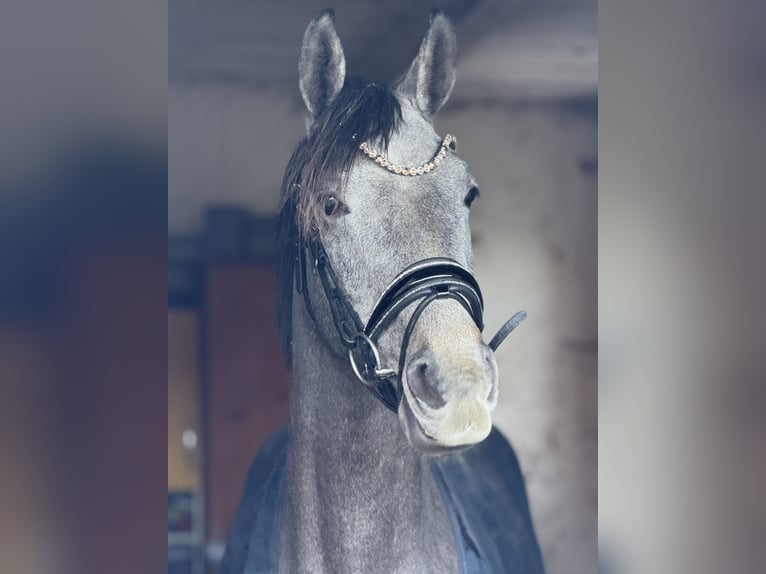 Oldenburger Springpferd Wallach 3 Jahre 168 cm Schimmel in Emmerthal