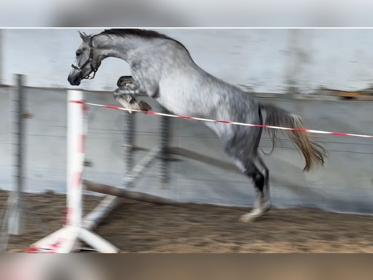 Oldenburger Springpferd Wallach 3 Jahre 170 cm Schimmel in Bad Kreuznach