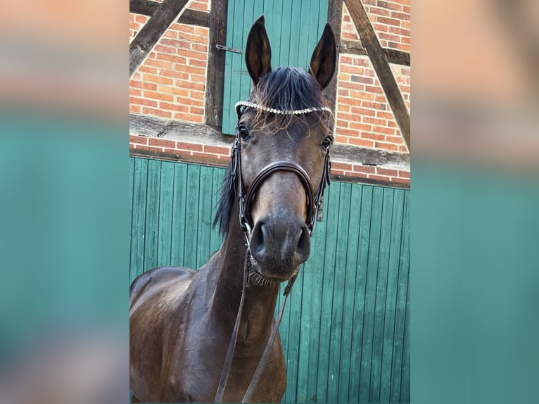 Oldenburger Springpferd Wallach 3 Jahre 171 cm Dunkelbrauner in Burgdorf