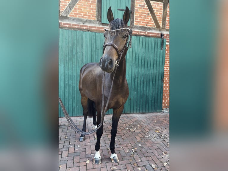 Oldenburger Springpferd Wallach 3 Jahre 171 cm Dunkelbrauner in Burgdorf
