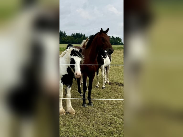 Oldenburger Springpferd Wallach 3 Jahre Brauner in Ahorn