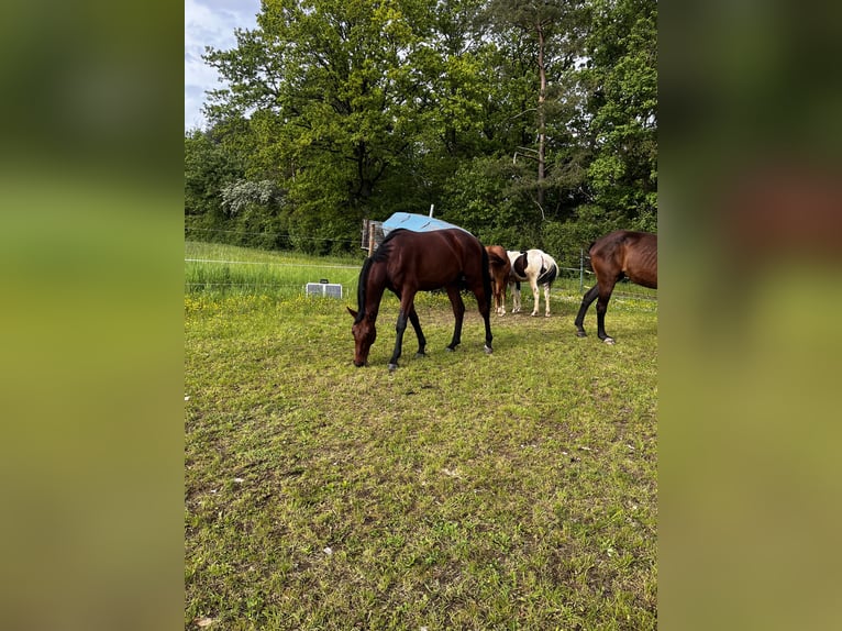 Oldenburger Springpferd Wallach 3 Jahre Brauner in Ahorn