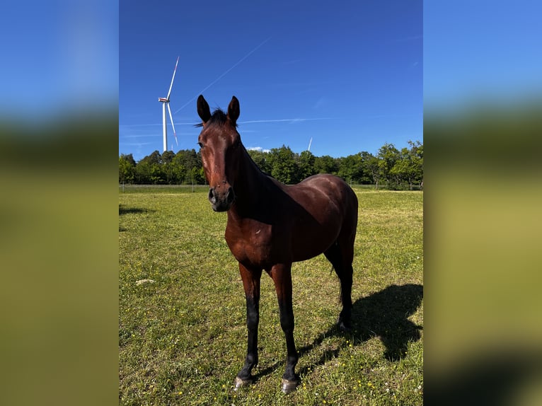 Oldenburger Springpferd Wallach 3 Jahre Brauner in Ahorn