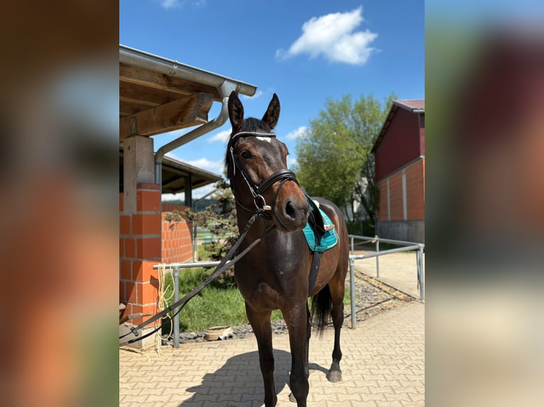 Oldenburger Springpferd Wallach 3 Jahre Dunkelbrauner in Helferskirchen