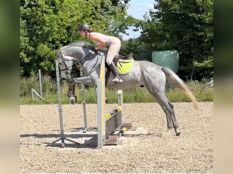 Oldenburger Springpferd Wallach 4 Jahre 160 cm Schimmel in Papenhagen