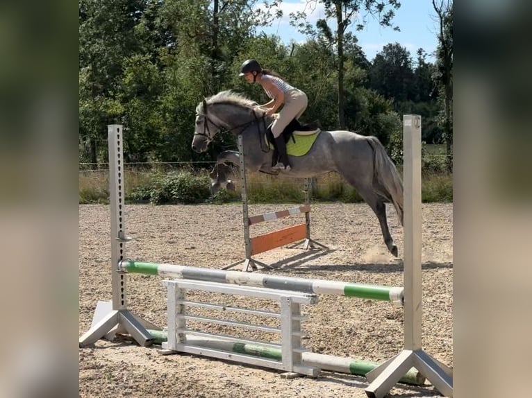 Oldenburger Springpferd Wallach 4 Jahre 160 cm Schimmel in Papenhagen