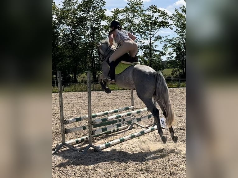 Oldenburger Springpferd Wallach 4 Jahre 160 cm Schimmel in Papenhagen