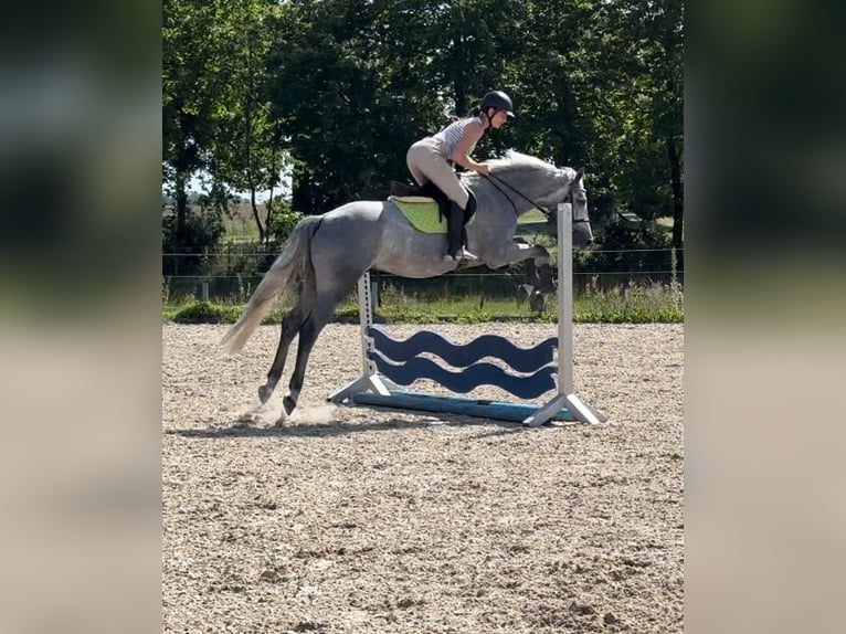 Oldenburger Springpferd Wallach 4 Jahre 160 cm Schimmel in Papenhagen