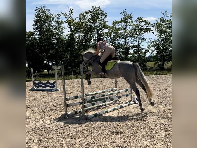 Oldenburger Springpferd Wallach 4 Jahre 160 cm Schimmel in Papenhagen