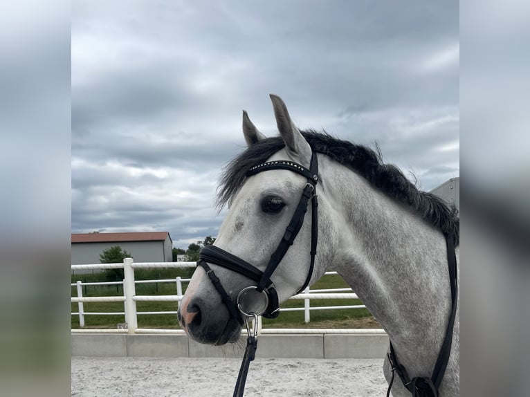 Oldenburger Springpferd Wallach 4 Jahre 160 cm Schimmel in Staven