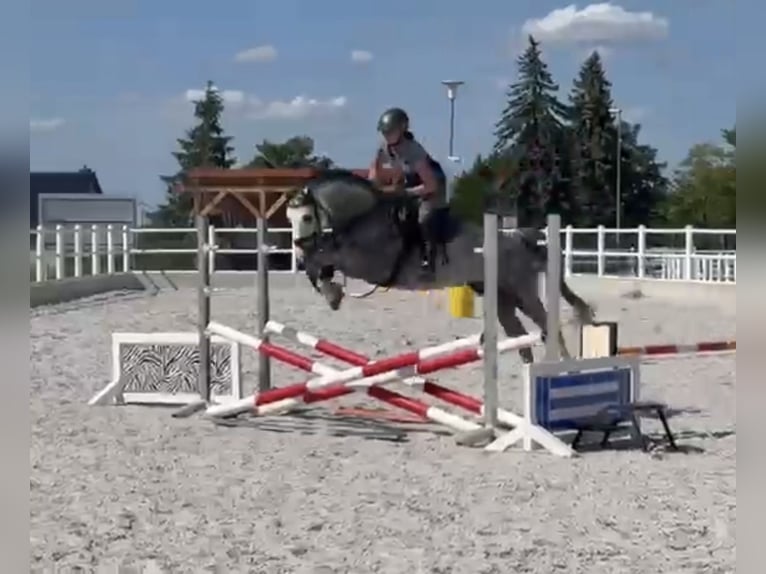 Oldenburger Springpferd Wallach 4 Jahre 160 cm Schimmel in Staven