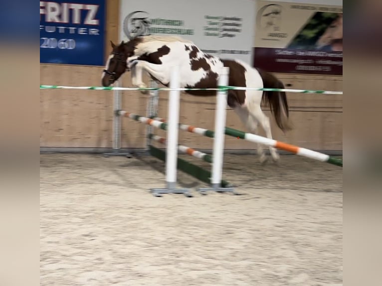 Oldenburger Springpferd Wallach 4 Jahre 162 cm Schecke in Schlatt ZH