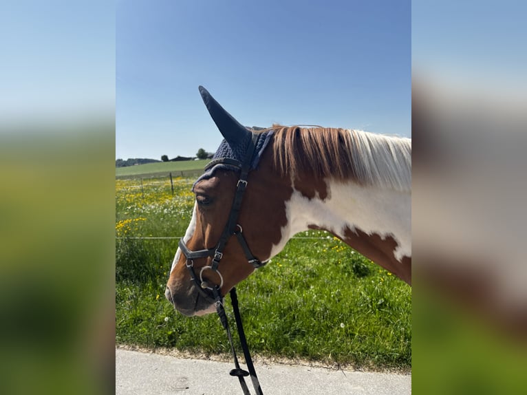 Oldenburger Springpferd Wallach 4 Jahre 162 cm Schecke in Schlatt ZH