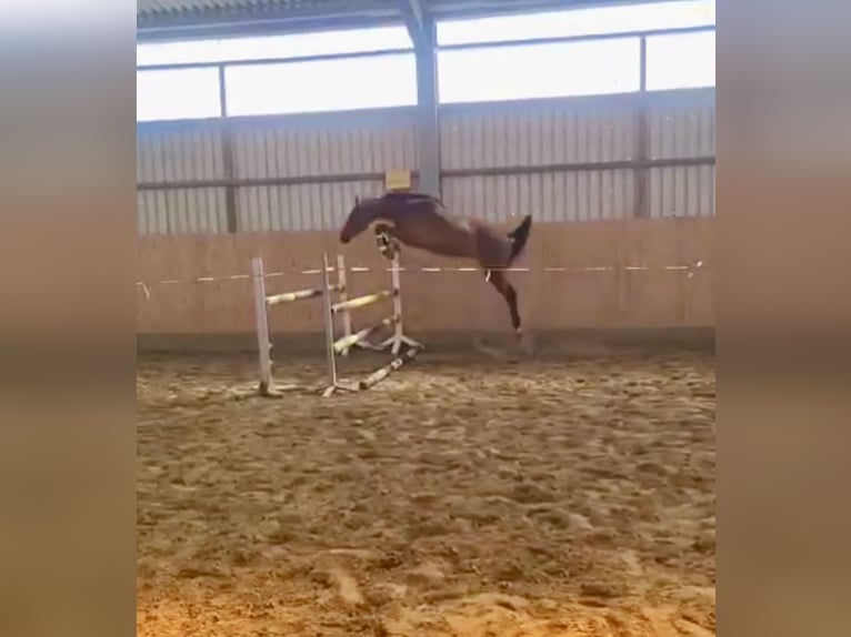 Oldenburger Springpferd Wallach 4 Jahre 164 cm Brauner in Bassum
