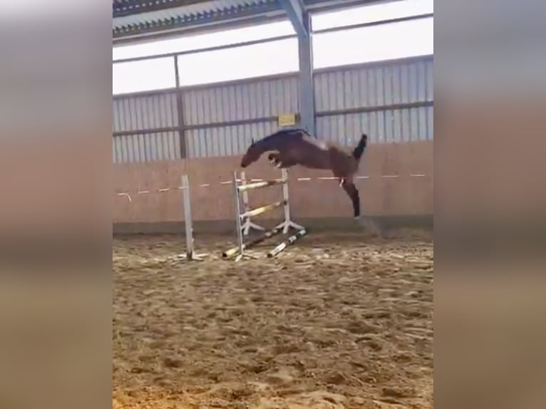 Oldenburger Springpferd Wallach 4 Jahre 164 cm Brauner in Bassum
