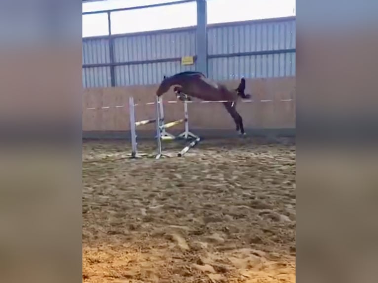 Oldenburger Springpferd Wallach 4 Jahre 164 cm Brauner in Bassum
