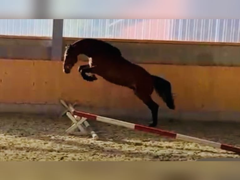Oldenburger Springpferd Wallach 4 Jahre 164 cm Dunkelbrauner in Warendorf
