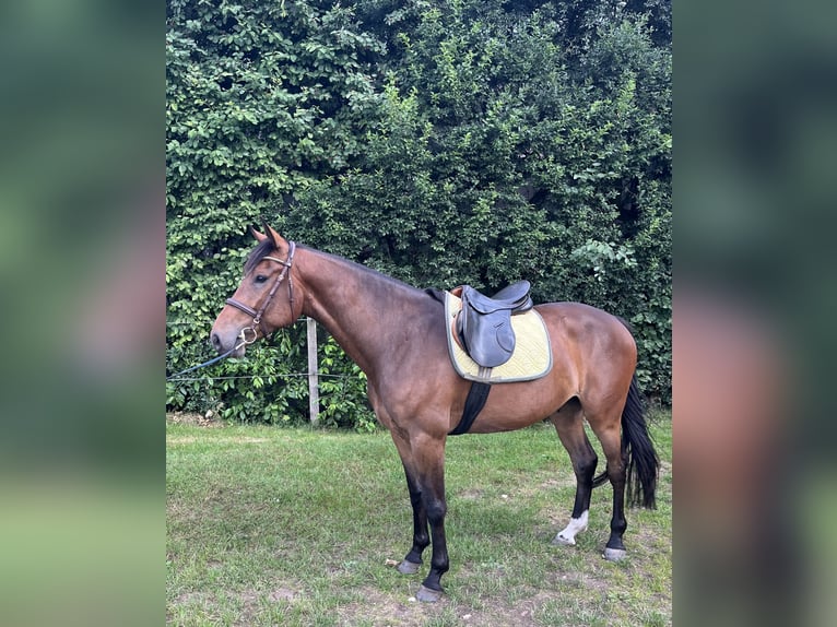 Oldenburger Springpferd Wallach 4 Jahre 164 cm Dunkelbrauner in Warendorf