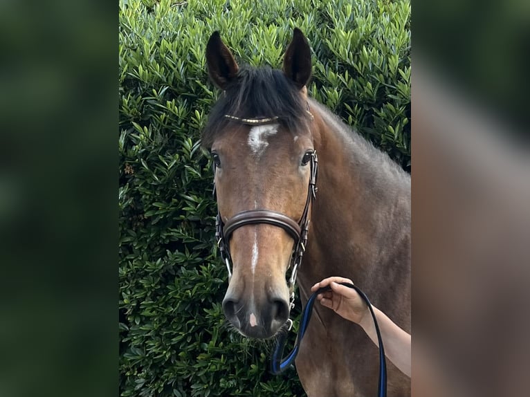 Oldenburger Springpferd Wallach 4 Jahre 164 cm Dunkelbrauner in Warendorf