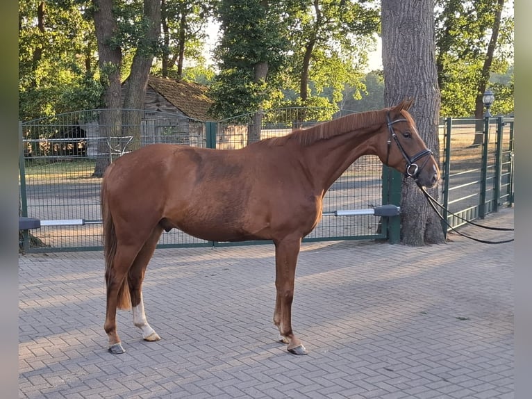 Oldenburger Springpferd Wallach 4 Jahre 164 cm Fuchs in Geestland
