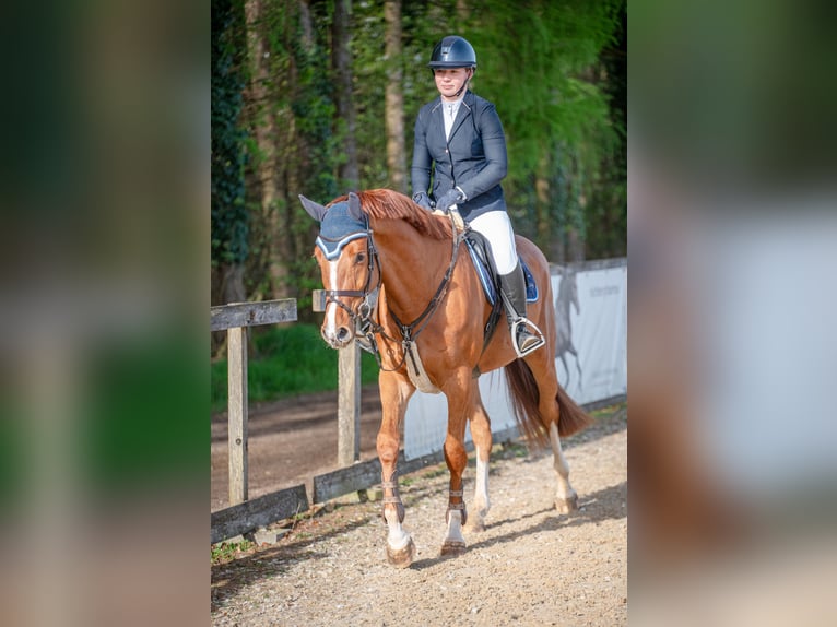 Oldenburger Springpferd Wallach 4 Jahre 165 cm Fuchs in Loiching