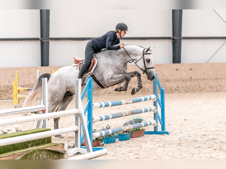 Oldenburger Springpferd Wallach 4 Jahre 166 cm Schimmel in Zduchovice