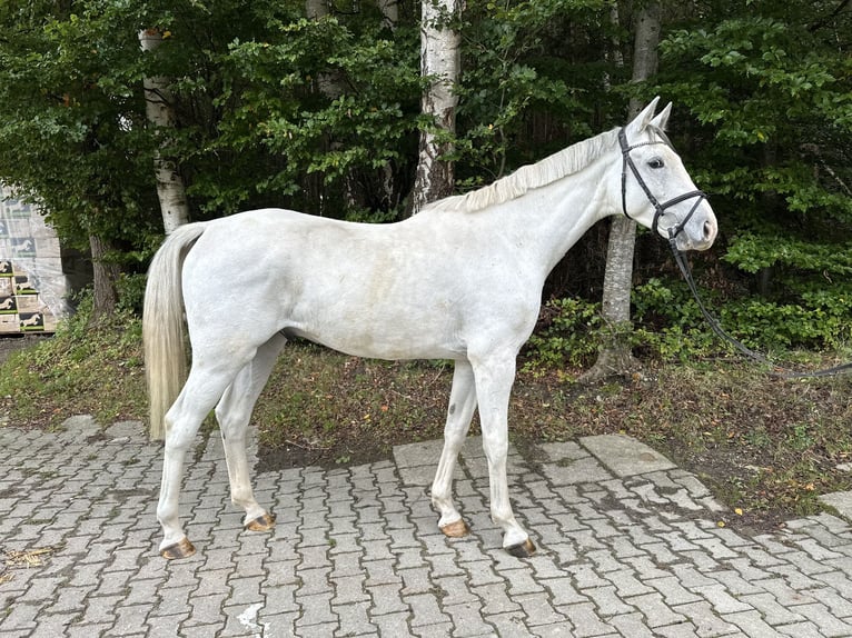 Oldenburger Springpferd Wallach 4 Jahre 166 cm Schimmel in Utting am Ammersee