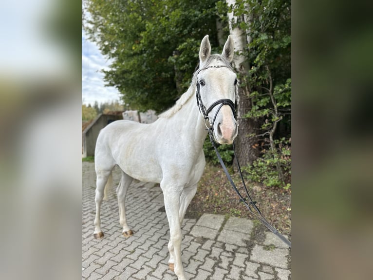 Oldenburger Springpferd Wallach 4 Jahre 166 cm Schimmel in Utting am Ammersee